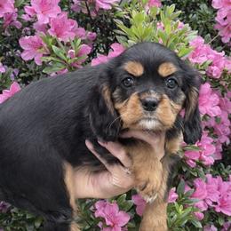 Peep - pink collar - Black and tan female Cavalier King Charles Spaniel puppy in Norfolk, Virginia from Colorful Cavaliers