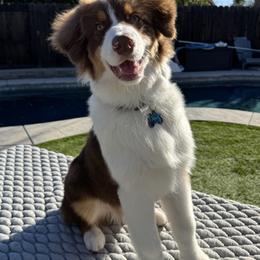Maverick - Australian Shepherd