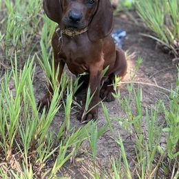 Rocky - Red male Redbone Coonhound puppy in Mount Pleasant, Texas from Harmons Hounds