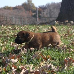 Australian Shepherd and Soft Coated Wheaten Terrier Puppies from Ironwood Ridge Kennels
