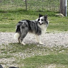 Odin - Border Collie