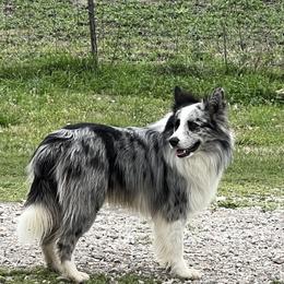 Odin - Border Collie
