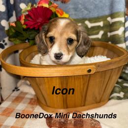 Icon - Dapple female Dachshund puppy in Lexington, Oklahoma from BooneDox Miniature Dachshunds