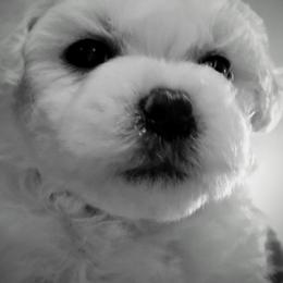 Lavender-purple female - White female Bichon Frise puppy in Apple River, Illinois from Barb's Bichons Bichonfrise.ws