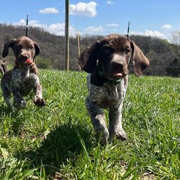 German Shorthaired Pointers from Pearly Gates Pointers