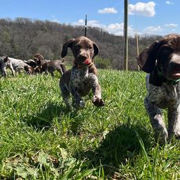 German Shorthaired Pointers from Pearly Gates Pointers