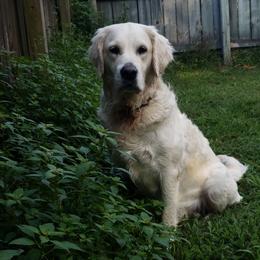 Belle - Golden Retriever