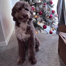 Skye - Merle female Goldendoodle puppy in Fort Myers, Florida from Gandystailsofjoy