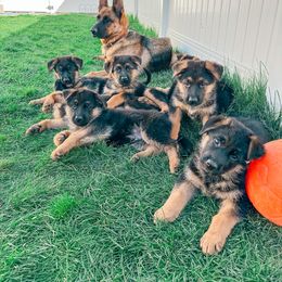 German Shepherd Puppies from Sand Hill Shepherds & Setters