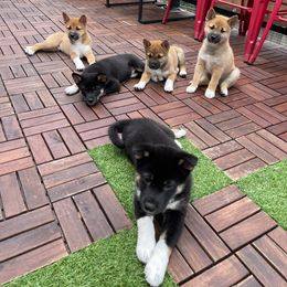 Shiba Inu Puppies from Shiba Inu Loving Care