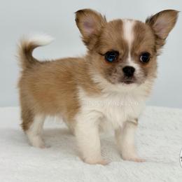 Hunter - Fawn and white male Chihuahua puppy in Forsyth, Georgia from Brooks Grove Canines LLC