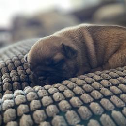 French Bulldog Puppies from The Frenchie Lady Co.