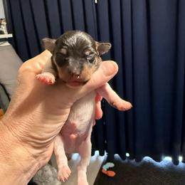 Riley Pup 2 - White black and tan male Toy Fox Terrier puppy in Clermont, Florida from Debbie Hiles's Toy Fox Terriers