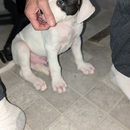 American Bulldog Puppies from Slayton's American Bulldogs