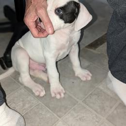 American Bulldog Puppies from Slayton's American Bulldogs