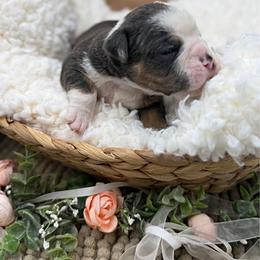 Jerimiah - Fawn and white male Olde English Bulldogge puppy in Camdenton, Missouri from Mule Pool Olde English Bulldogges