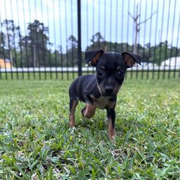 Agnes - Black tan and white female Rat Terrier puppy in Magnolia, Texas from Hillyard Ranch