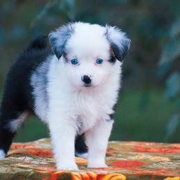 Panda - Blue merle female Miniature American Shepherd puppy in Chocowinity, North Carolina from Foxtail Hollow