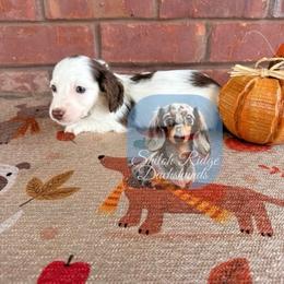 Oakley - Piebald male Dachshund puppy in Adamsville, Tennessee from Shiloh Ridge Dachshunds