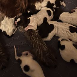 Female - Brown and gray female Wirehaired Pointing Griffon puppy in Tollhouse, California from Rocking S Griffons