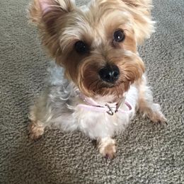 Yorkshire Terriers from Judith's Yorkshire Terriers