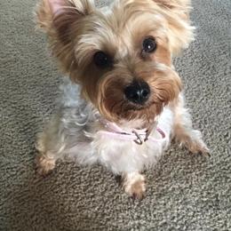 Yorkshire Terriers from Judith's Yorkshire Terriers