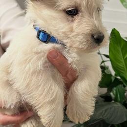 Mr. Baby Blue - Wheaten male Scottish Terrier puppy in California from CVS Scottish Terriers/ Giant Schnauzers