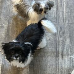 Rocky - Black male Mi-Ki puppy in Avon Park, Florida from Kimberly's Mi-Kis