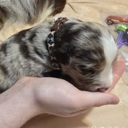 Horizon Blue - Red merle male Miniature American Shepherd puppy in Vancouver, Washington from BonDrew's Miniature American Shepherds