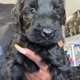 Queen - Black female Giant Schnauzer puppy in Pearland, Texas from K & S Schnauzers