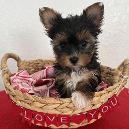 Yorkshire Terrier puppies from Phillips Pup House