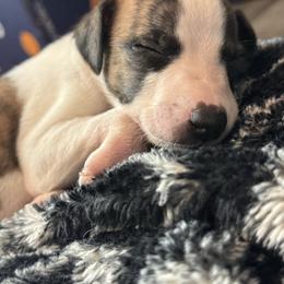 Biggie - Fawn brindle male Whippet puppy in Winter Garden, Florida from Infinity Whippets