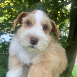 Poppy - Wheaten female Miniature Schnauzer puppy in Grayson, Kentucky from Seventh Heaven Schnauzers