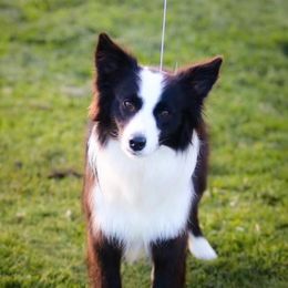 Angel - Border Collie