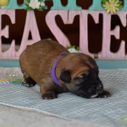 Skittles - Wheaten female Soft Coated Wheaten Terrier puppy in Kirksville, Missouri from BellSharps Australian Shepherds
