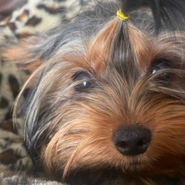 Dash - Yorkshire Terrier