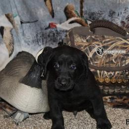 Labrador Retriever Puppies from Copper Creek Outfitters and Kennel