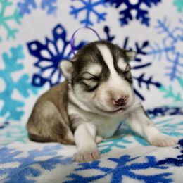 Franconia(S5) - Gray and white female Siberian Husky puppy in Lunenburg, Vermont from SNOW WOOLY HUSKY