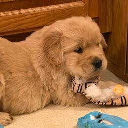 Bosco - Golden male Golden Retriever puppy in Grant County, Indiana from On The Sunny Side Pavey Farms