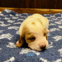BB6 - Red and white male Basset Hound puppy in Britton, South Dakota from K&S Canines