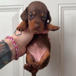 Girl white chest - Chocolate and tan female Dachshund puppy in Madison, Wisconsin from SK Miniature   Dachshunds