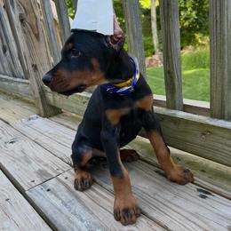Champ - Black and rust male Doberman Pinscher puppy in Bruce Township, Michigan from Eminent Dobermans