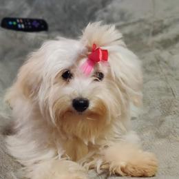 Pippi - Coton de Tulear