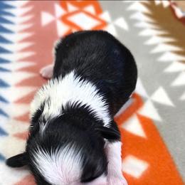 Dandelion( Dande) - Black and white male Shih Tzu puppy in North Carolina from WillowCreek Mountain View Shih Tzu