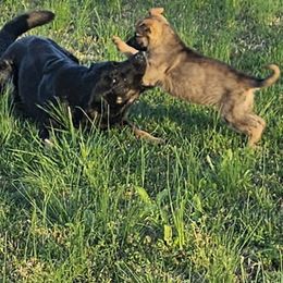 German Shepherd Puppies from Penley Shepherds