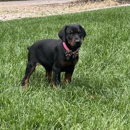 Marley - Black and rust Doberman Pinscher puppy in Aurora, Colorado from Davis Doberman Pinschers