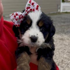 Celsius - female Australian Mountain Doodle puppy in Spanish Fork, Utah from Little Puppy Co.