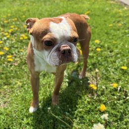 Weston - Boston Terrier