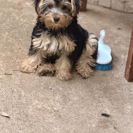 Old English Sheepdog, Poodle, Sheepadoodle, and Yorkipoo Puppies from Love Tallulah Sheepadoodles LLC
