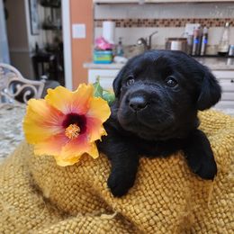 Labrador Retriever Puppies from Persimmon Hill Labrador Retrievers